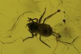 Fossil Wasp, Fly, Mite and Oak Hair In Baltic Amber #84672-4